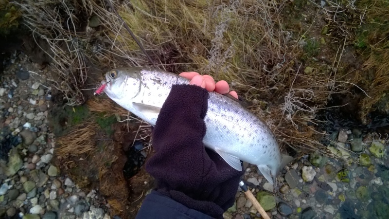 Small seatrout that took the fly in 40 cm water depth. It was released afterwards. 